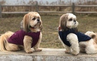 Shih tzu 2025 dog coats